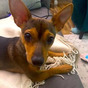 Meet your Posher, Cara